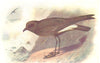 BRITISH BIRDS. Wilson's Petrel. THORBURN 1925 old vintage print picture
