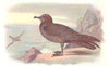 BRITISH BIRDS. Bulwer's Petrel. THORBURN 1925 old vintage print picture