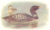 BRITISH BIRDS. White-billed Northern Diver. THORBURN 1925 old vintage print