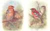 BRITISH BIRDS. Pine Grosbeak; Two barred Crossbill. THORBURN 1925 old print