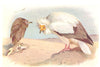 BRITISH BIRDS. Egyptian Vulture. THORBURN 1925 old vintage print picture