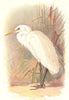 BRITISH BIRDS. Great White Heron. THORBURN 1925 old vintage print picture
