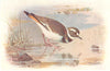 BRITISH BIRDS. Killdeer Plover. THORBURN 1925 old vintage print picture