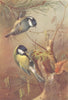 BRITISH BIRDS. Coal-Titmouse; Great Titmouse. THORBURN 1925 old vintage print