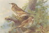 BRITISH BIRDS. Mistle-Thrush; Song-Thrush. THORBURN 1925 old vintage print