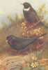 BRITISH BIRDS. Blackbird (male and female) ; Ring Ouzel. THORBURN 1925 print