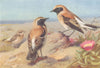 WHEATEARS.Black-Eared,Eastern Pied(female)Black-Throated,Desert.THORBURN 1925