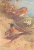 BRITISH BIRDS. Redbreast Redstart (male and female) . THORBURN 1925 old print