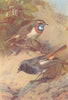 BRITISH BIRDS. White-Spotted Bluethroat; Black Redstart. THORBURN 1925 print