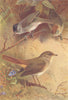 BRITISH BIRDS. Blackcap (male and female) ; Nightingale. THORBURN 1925 print