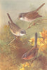 BRITISH BIRDS. Lesser Whitethroat; Whitethroat; Dartford Warbler. THORBURN 1925