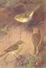 BRITISH BIRDS. Wood-Wren; Willow-Wren; Chiffchaff. THORBURN 1925 old print