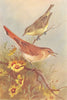 BRITISH BIRDS. Icterine Warbler; Rufous Warbler. THORBURN 1925 old print