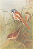 BRITISH BIRDS. Bearded Titmouse; Savi's Warbler. THORBURN 1925 old print