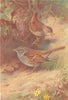 BRITISH BIRDS. Wren; Hedge-Sparrow. THORBURN 1925 old vintage print picture