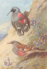 BRITISH BIRDS. Wall-Creeper; Alpine Accentor. THORBURN 1925 old vintage print