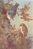 BRITISH BIRDS. Nuthatch; Tree-Creeper. THORBURN 1925 old vintage print picture
