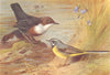 BRITISH BIRDS. Dipper Grey Wagtail. THORBURN 1925 old vintage print picture