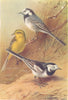 BRITISH BIRDS. Yellow Wagtail; White Wagtail; Pied Wagtail. THORBURN 1925