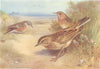 BRITISH BIRDS. Alpine Water-Pipit; Richard's; Red-Throated. THORBURN 1925