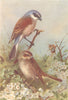 BRITISH BIRDS. Red-Backed Shrike (male and female) . THORBURN 1925 old print
