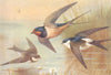 BRITISH BIRDS. Sand-Martin; Swallow; Martin. THORBURN 1925 old vintage print
