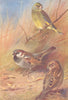 BRITISH BIRDS. Greenfinch; House-Sparrow (male and female) . THORBURN 1925