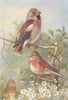 BRITISH BIRDS. Hawfinch; Linnet (male and female) . THORBURN 1925 old print