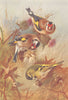 BRITISH BIRDS. Goldfinch; Siskin. THORBURN 1925 vintage print picture