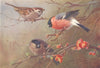 BRITISH BIRDS. Tree-Sparrow; Bullfinch (male and female) . THORBURN 1925 print