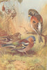 BRITISH BIRDS. Chaffinch (male and female) ; Brambling. THORBURN 1925 print