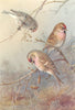 BRITISH BIRDS. Greenland Redpoll; Lesser Redpoll; Mealy Redpoll. THORBURN 1925