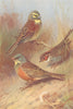 BRITISH BIRDS. Cirl Bunting; Ortolan; Little Bunting. THORBURN 1925 old print