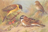 BRITISH BIRDS. Black-Headed Bunting; Rustic Bunting; Corn-Bunting. THORBURN 1925