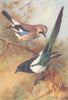 BRITISH BIRDS. Jay; Magpie. THORBURN 1925 old vintage print picture