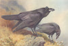 BRITISH BIRDS. Raven. THORBURN 1925 old vintage print picture