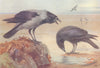 BRITISH BIRDS. Hooded Crow; Carrion-Crow. THORBURN 1925 old vintage print