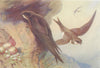 BRITISH BIRDS. Swift, Alpine Swift. THORBURN 1925 old vintage print picture