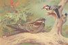 BRITISH BIRDS. Nightjar; Lesser Spotted Woodpecker. THORBURN 1925 old print