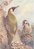 BRITISH BIRDS. Green Woodpecker; Great Spotted Woodpecker. THORBURN 1925 print