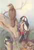 BRITISH BIRDS. Wryneck; Great Spotted Woodpecker. THORBURN 1925 old print