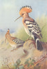 BRITISH BIRDS. Hoopoe. THORBURN 1925 old vintage print picture