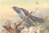 BRITISH BIRDS. Cuckoo. THORBURN 1925 old vintage print picture