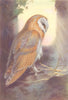 BRITISH BIRDS. Barn-Owl. THORBURN 1925 old vintage print picture