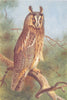BRITISH BIRDS. Long-Eared Owl. THORBURN 1925 old vintage print picture