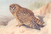 BRITISH BIRDS. Short-Eared Owl. THORBURN 1925 old vintage print picture