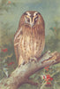 BRITISH BIRDS. Tawny Owl. THORBURN 1925 old vintage print picture