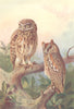 BRITISH BIRDS. Little Owl; Scops-Owl. THORBURN 1925 old vintage print picture