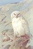 BRITISH BIRDS. Snowy Owl. THORBURN 1925 old vintage print picture