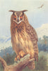 BRITISH BIRDS. Eagle-Owl. THORBURN 1925 old vintage print picture